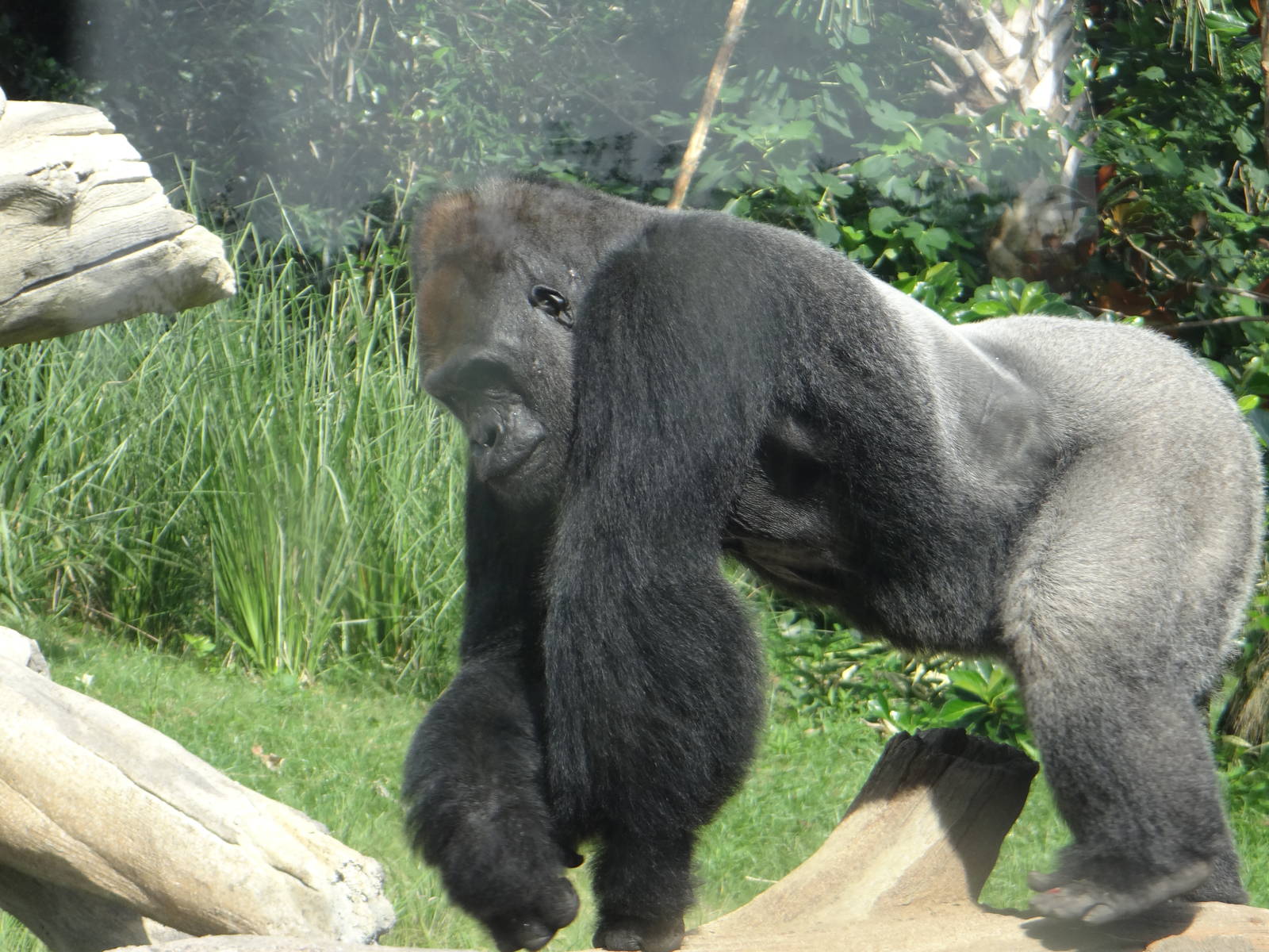 Gorilla, Houston Zoo