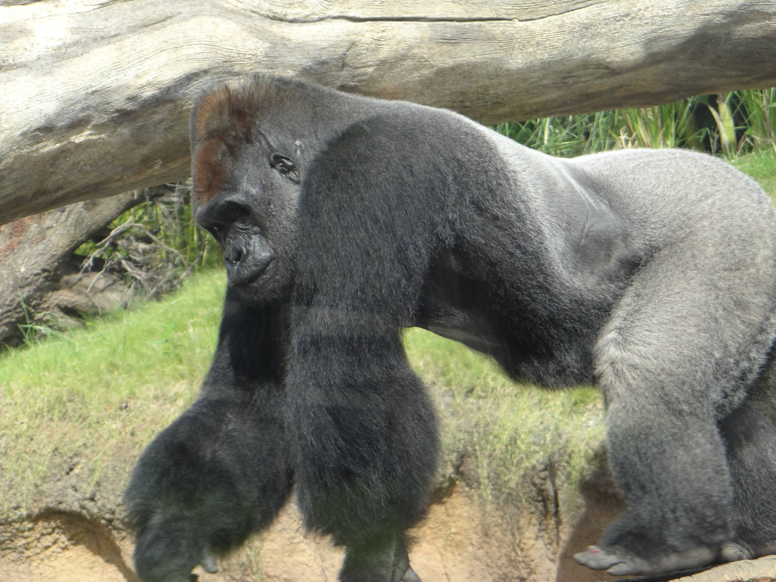 Gorilla, Houston Zoo
