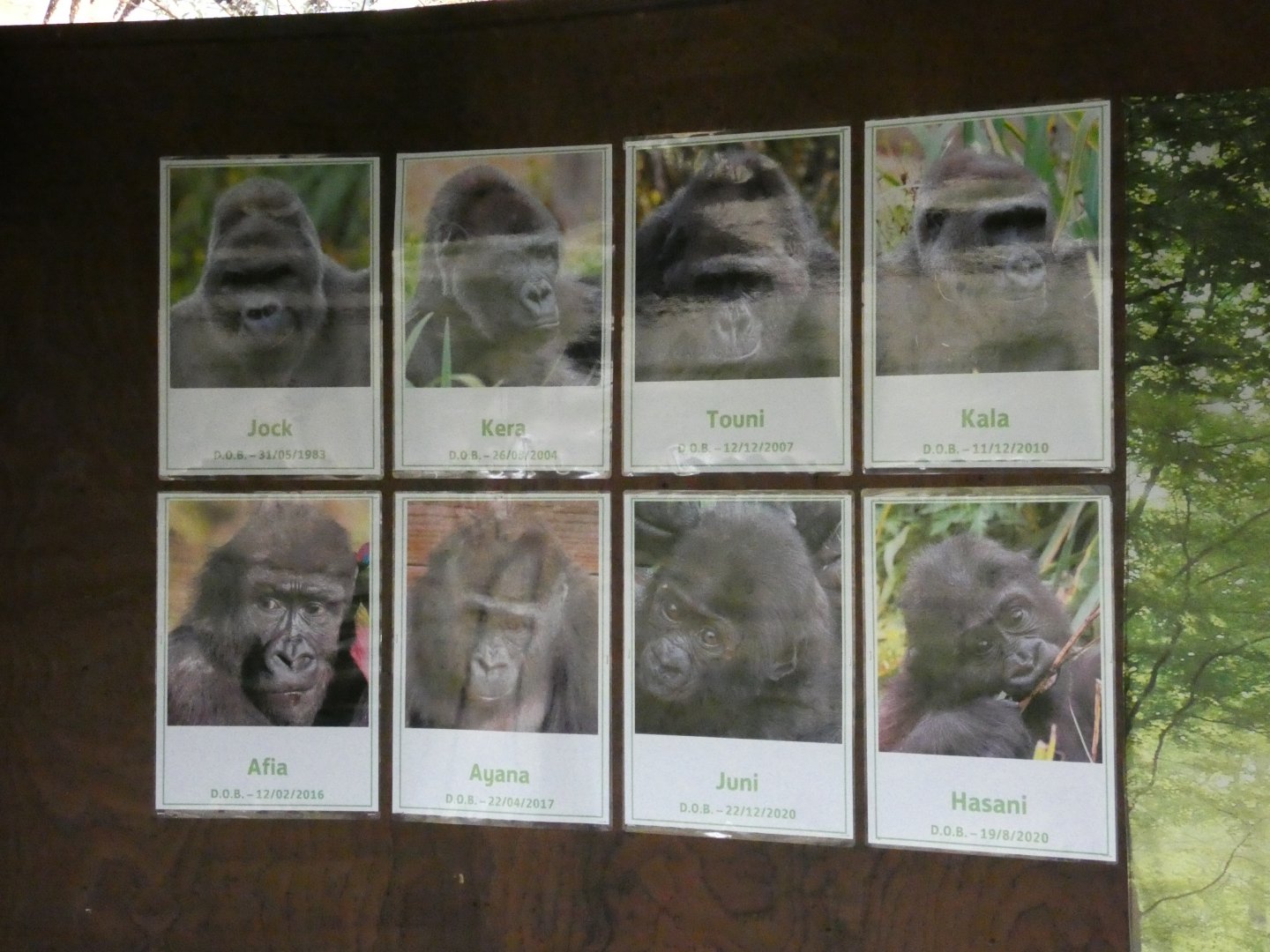 Gorilla ID signage