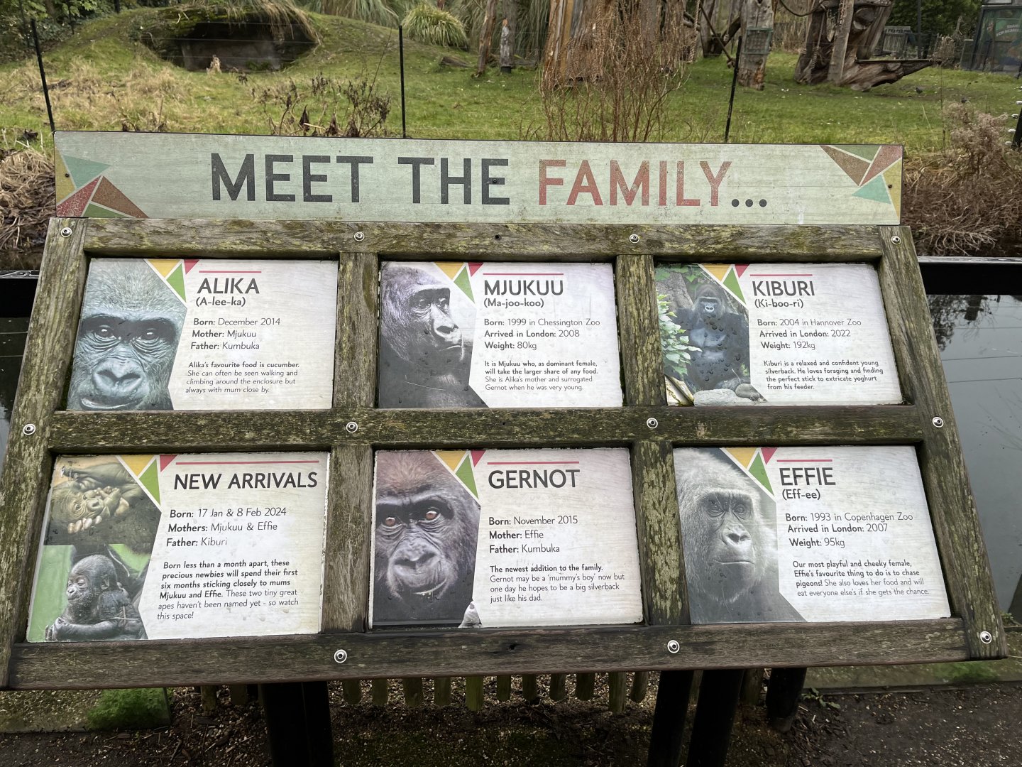 Gorilla ID signs 11.2.25