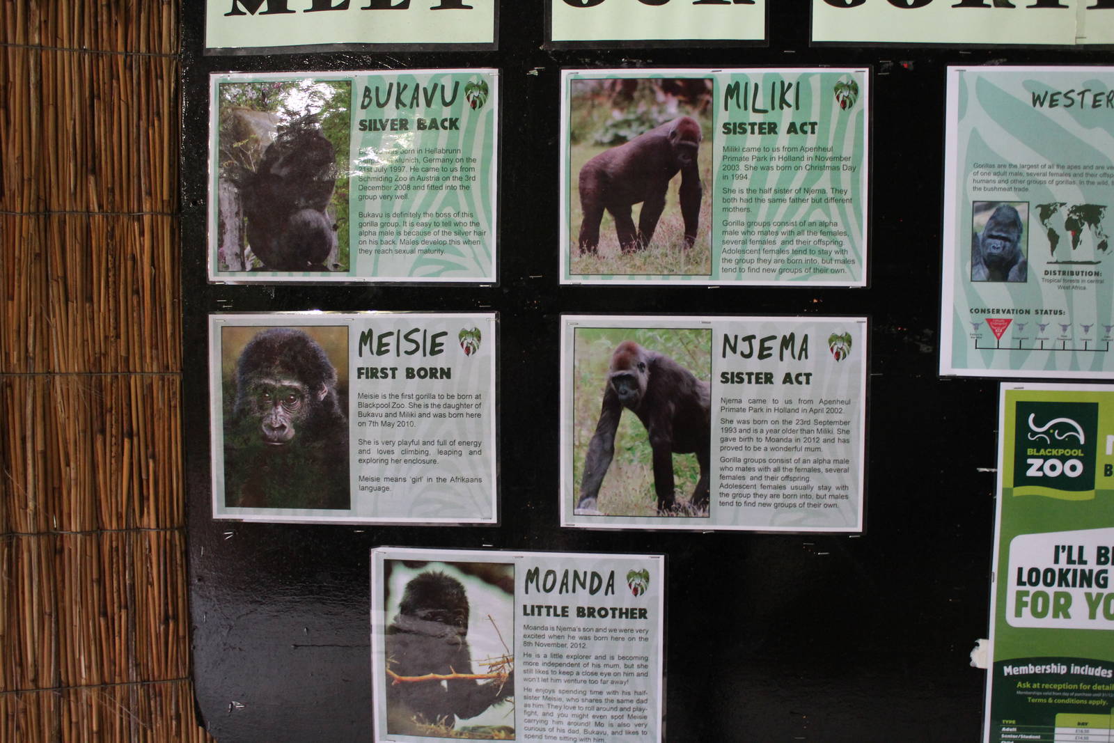 Gorilla ID signs - 31 May 2015