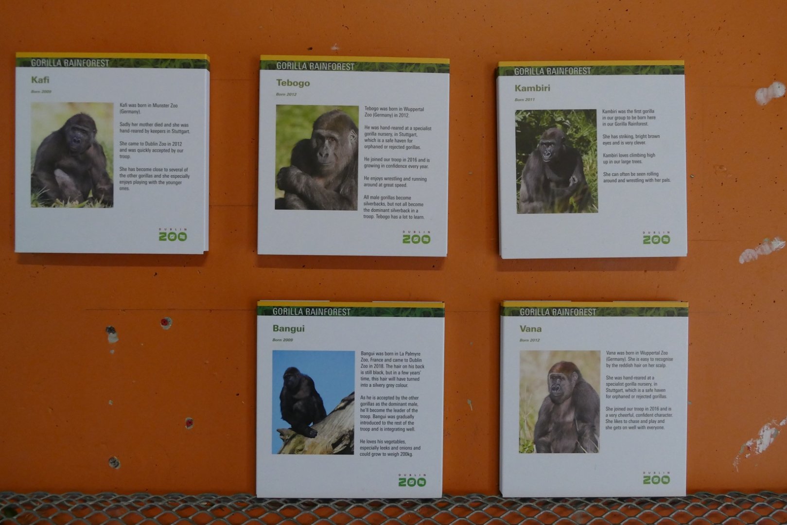 Gorilla ID signs, September 2018