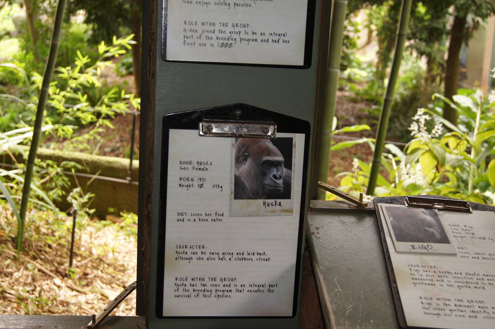 Gorilla identification clipboards