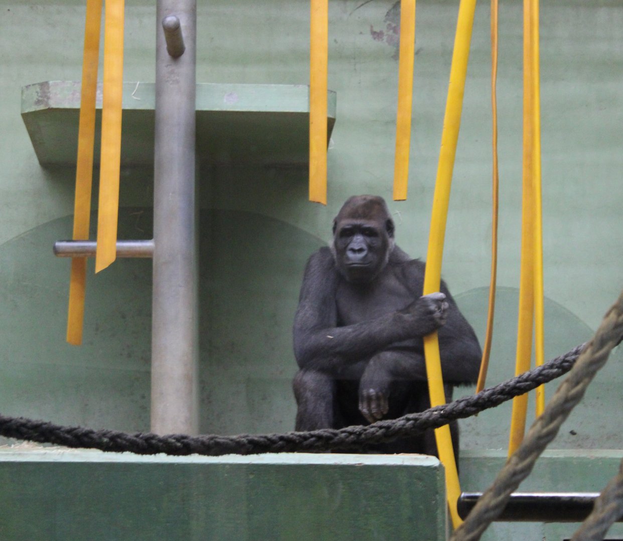 Gorilla in indoor-enclosure