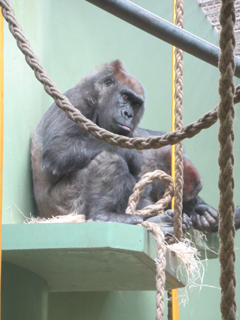 Gorilla indoor accommodation