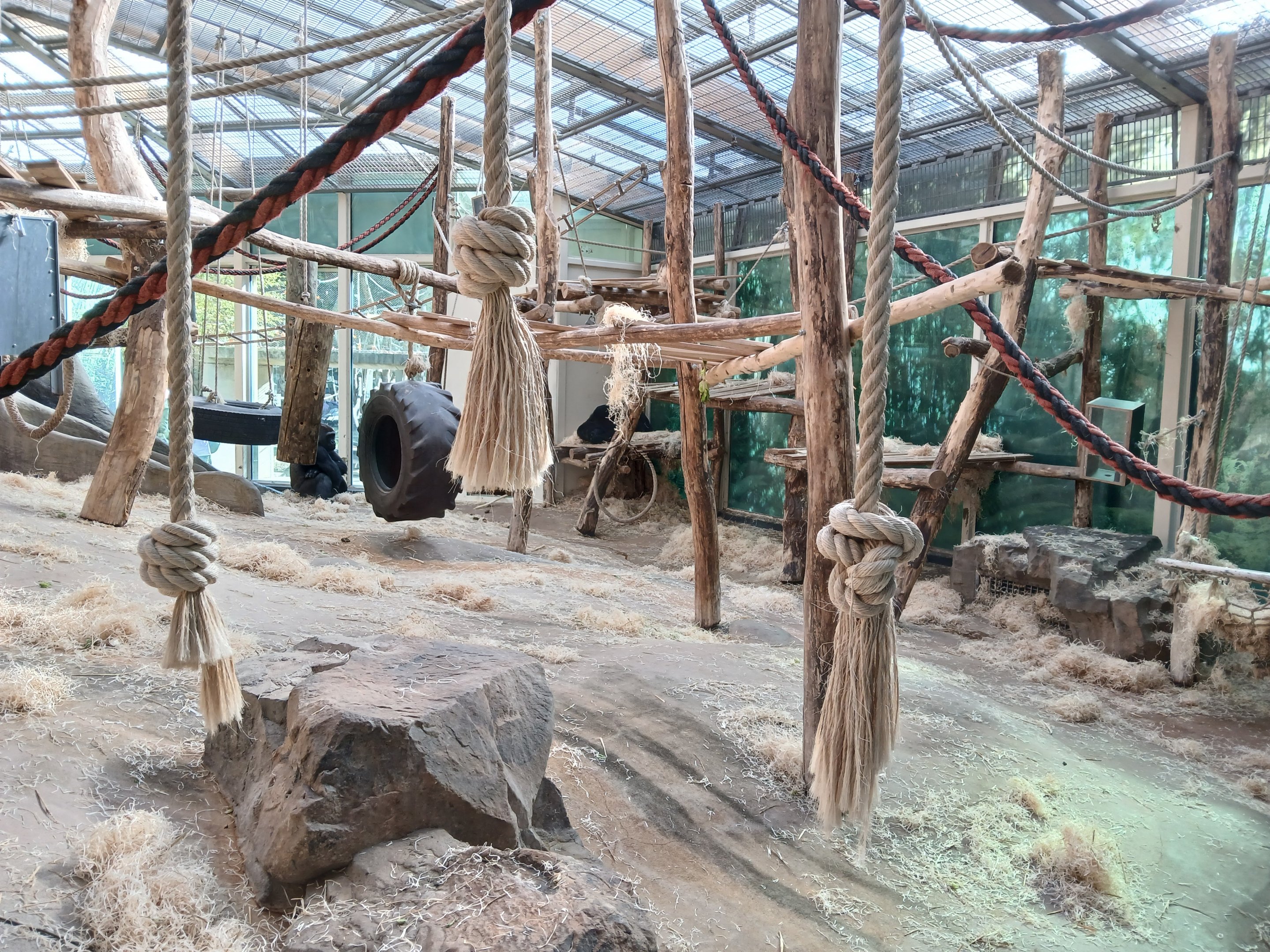 Gorilla indoor area (30th September 2025)