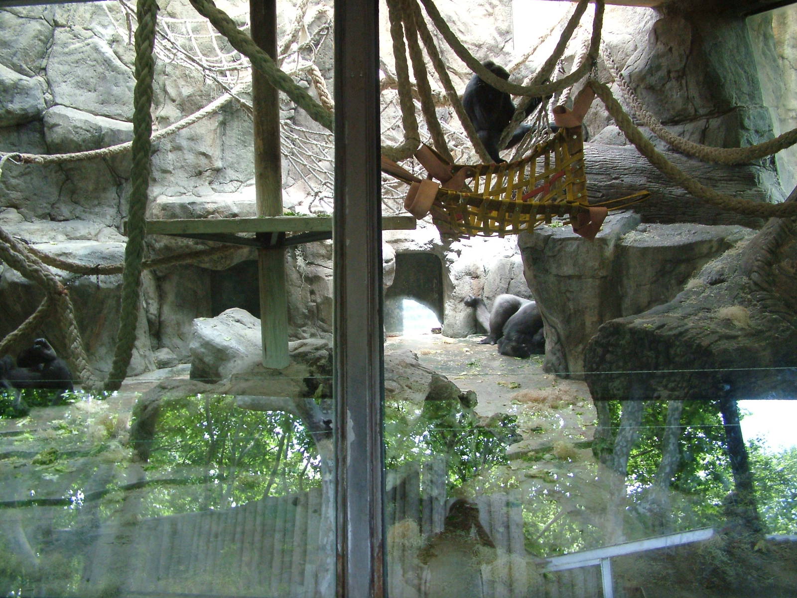 Gorilla Indoor Area at Barcelona, 30/05/11