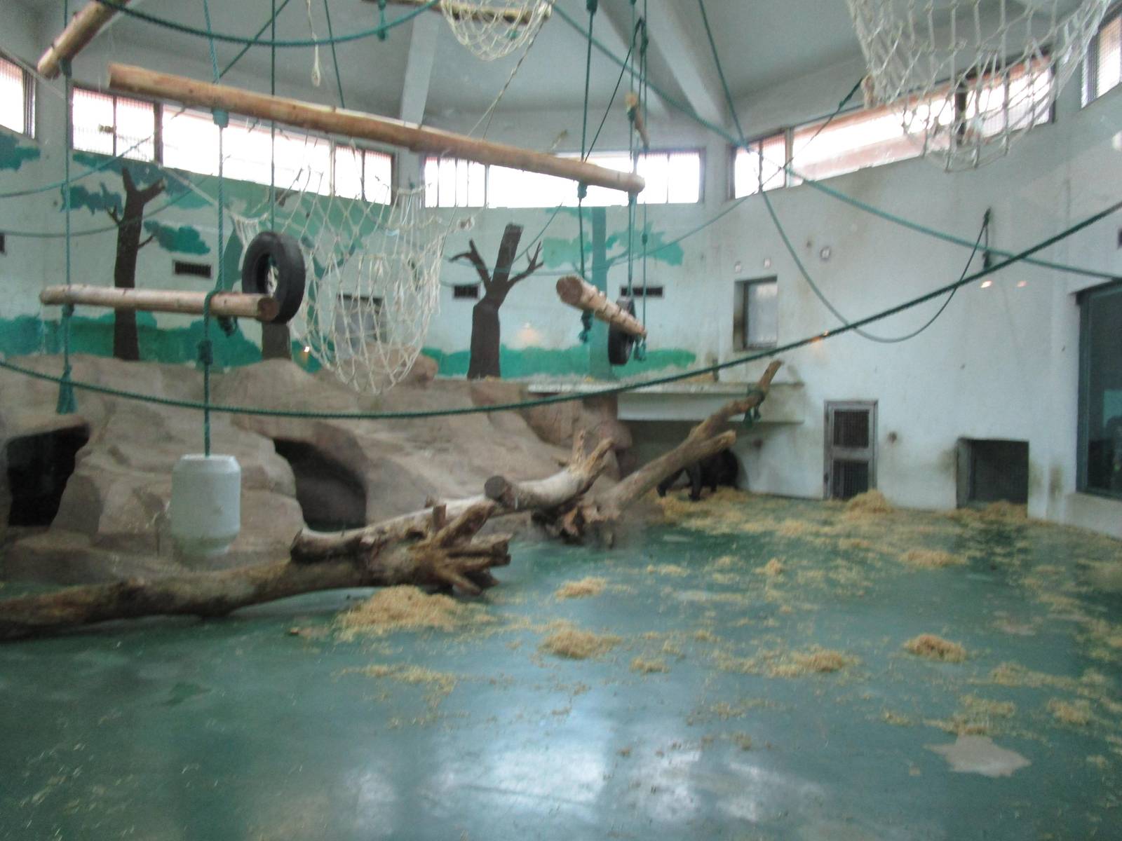 Gorilla Indoor Enclosure - 16/04/2016