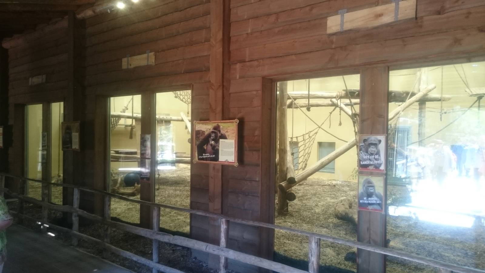 Gorilla indoor enclosure