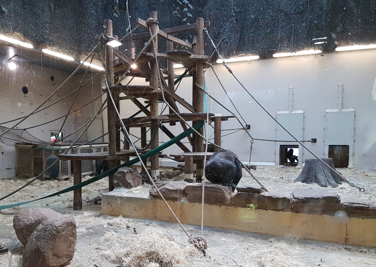 Gorilla indoor-enclosure