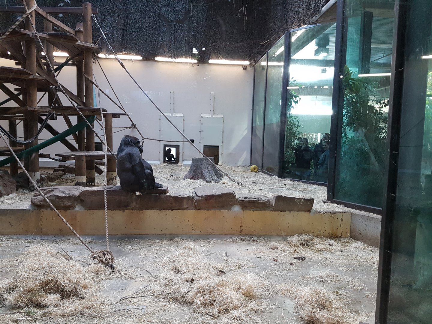 Gorilla indoor-enclosure