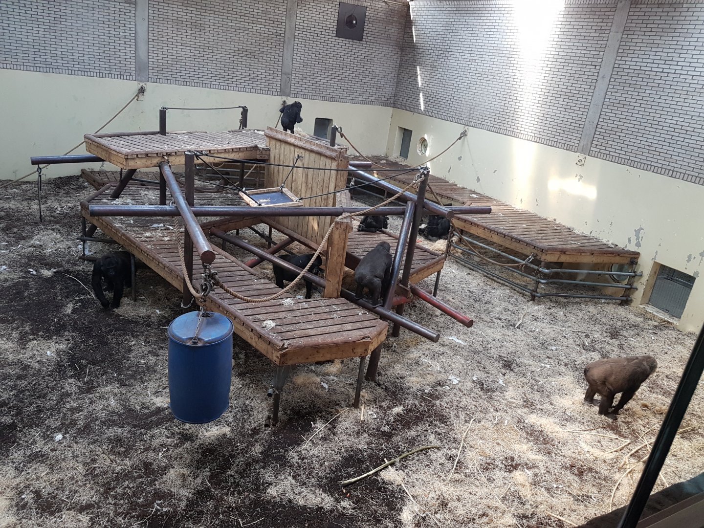 Gorilla Indoor Enclosure