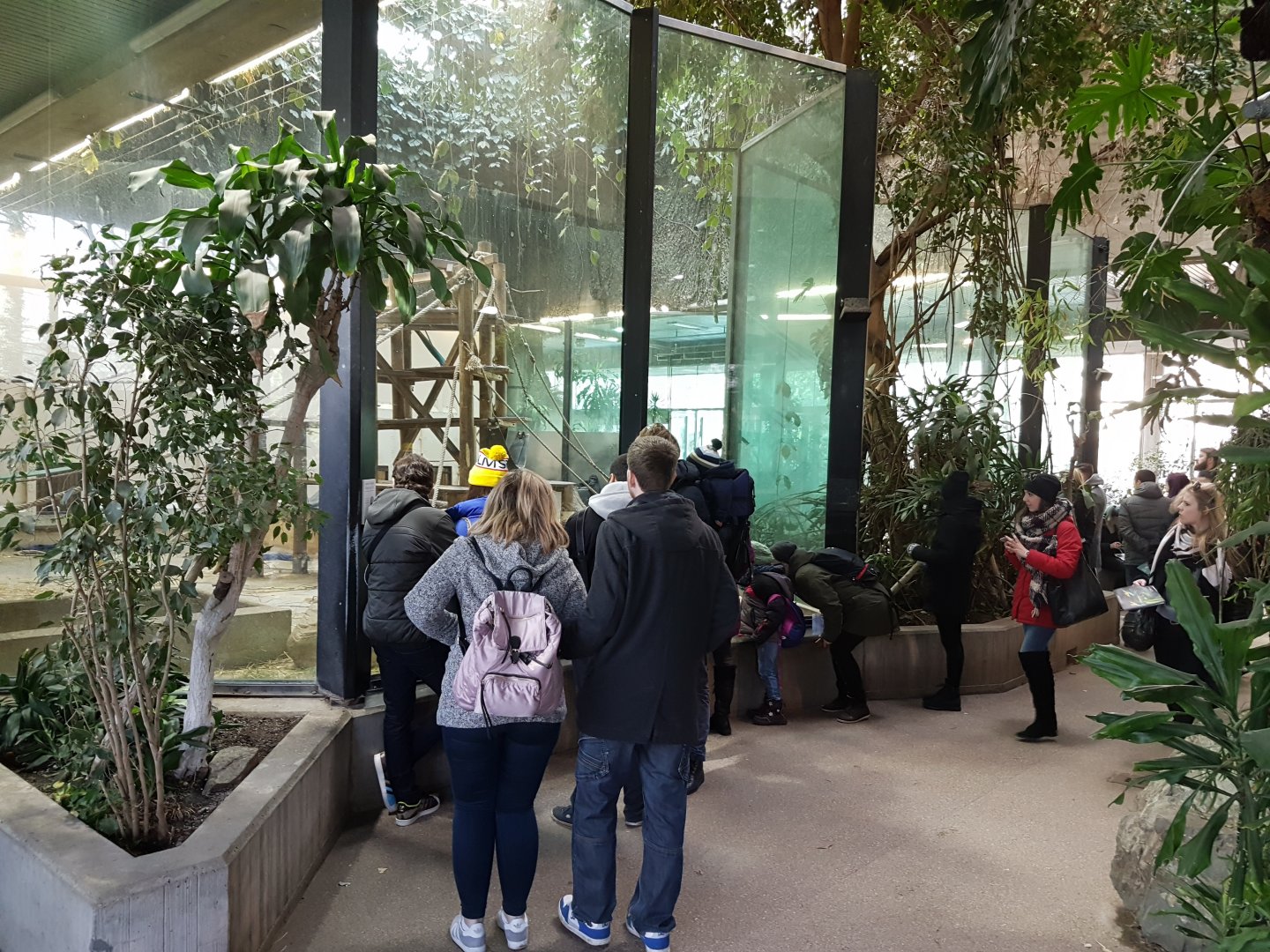 Gorilla-indoor-enclosure