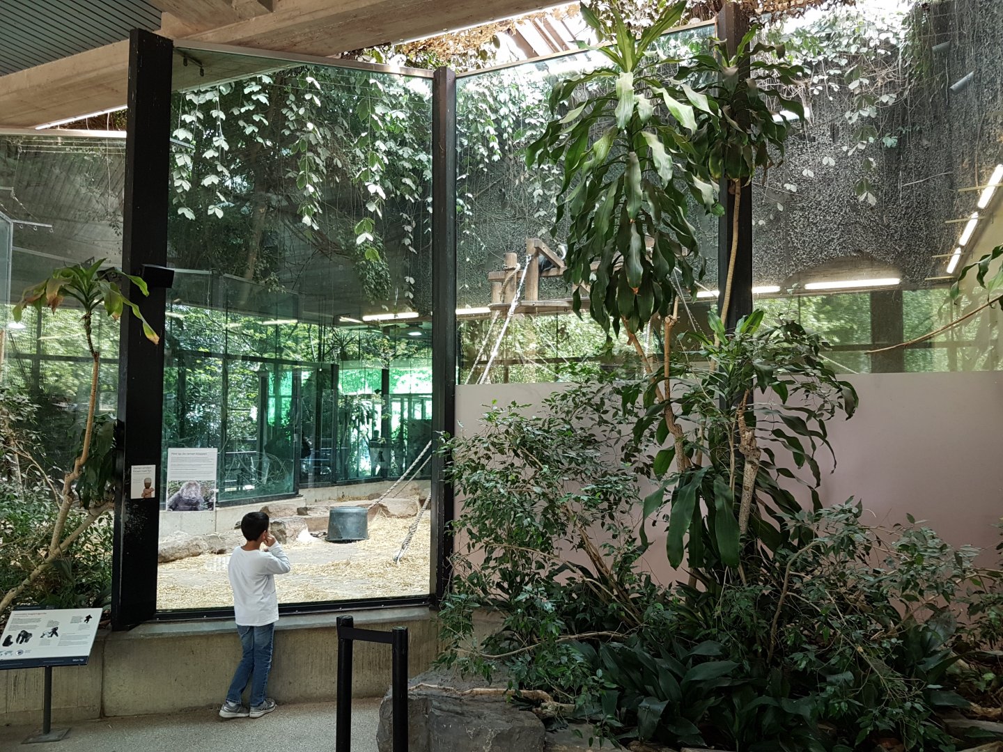 Gorilla-indoor-enclosure