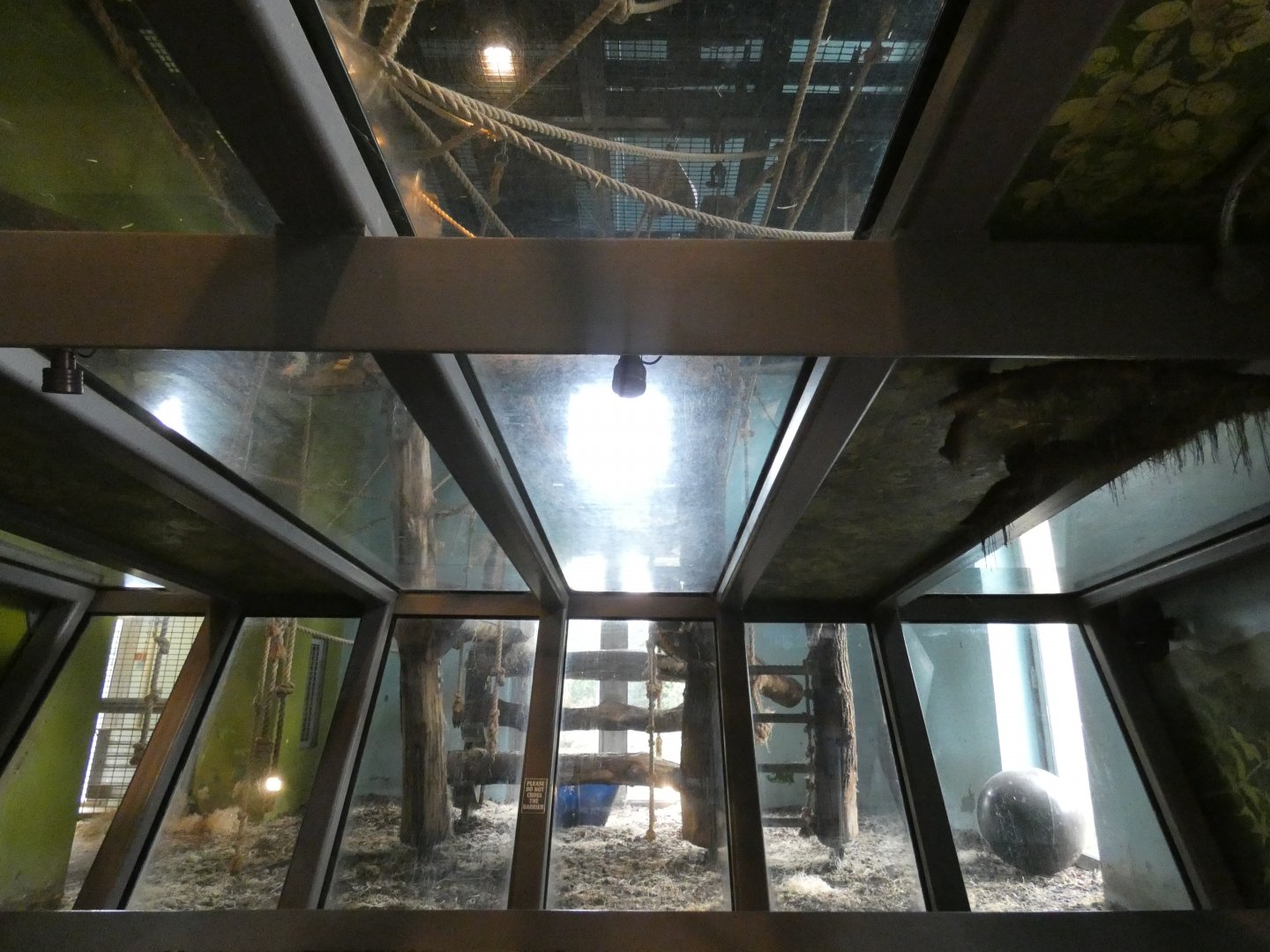 Gorilla indoor enclosure