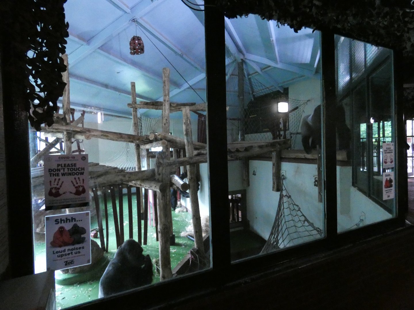 Gorilla indoor enclosure