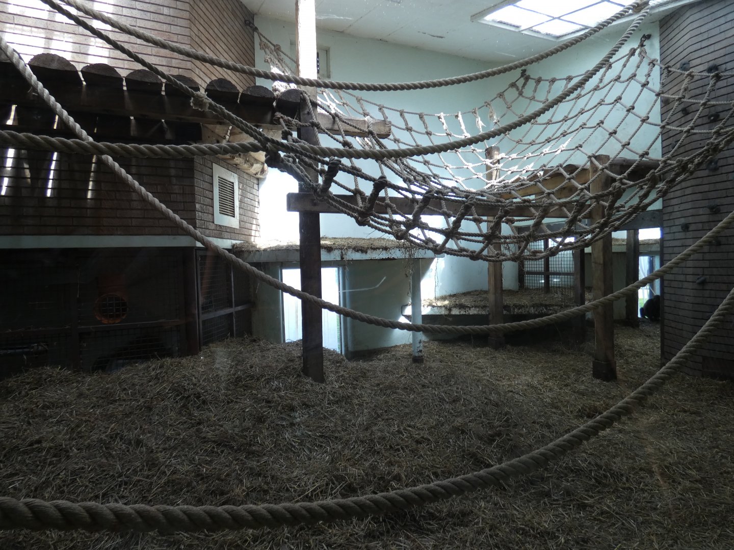 Gorilla indoor enclosure