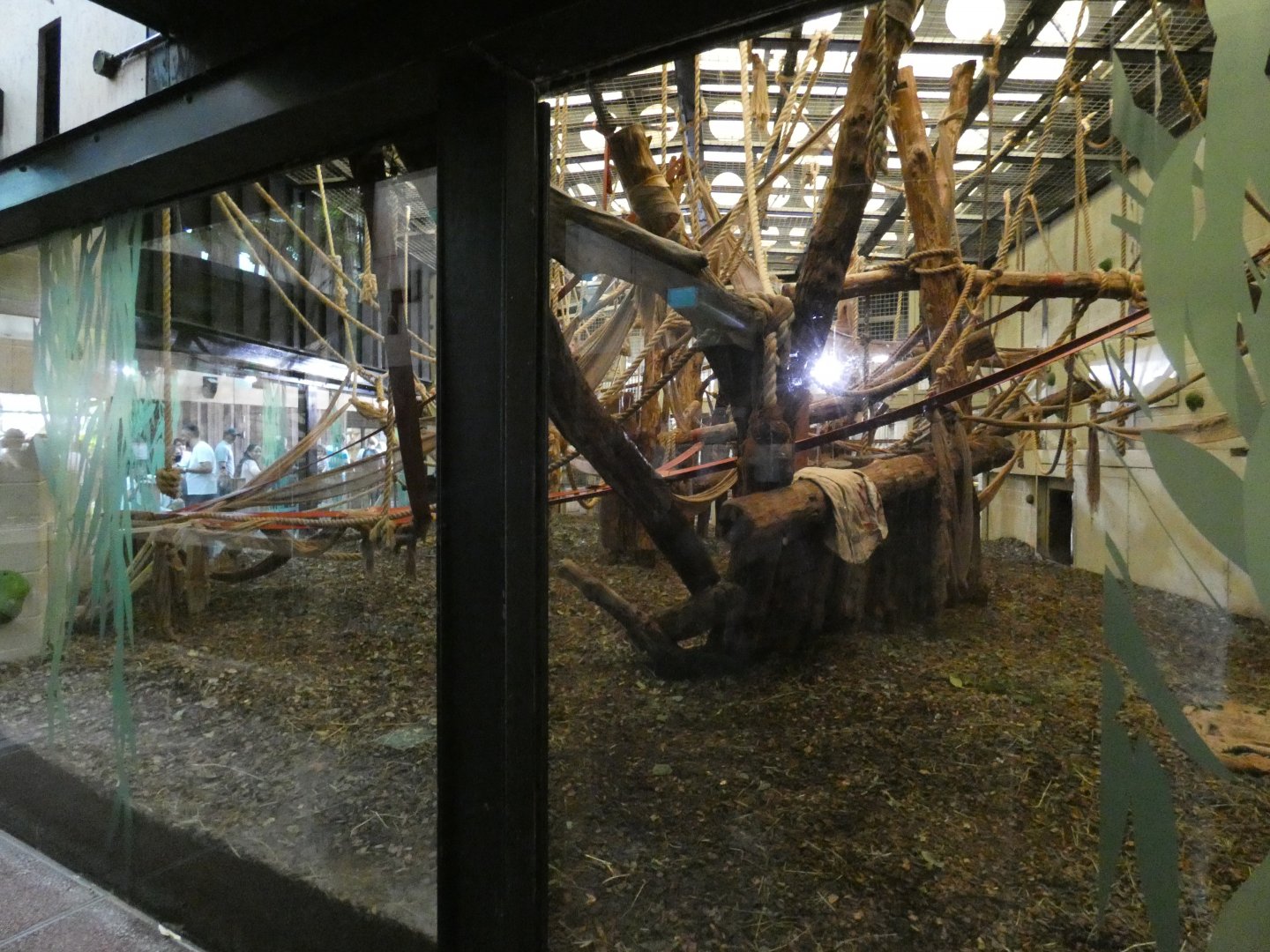 Gorilla indoor enclosure