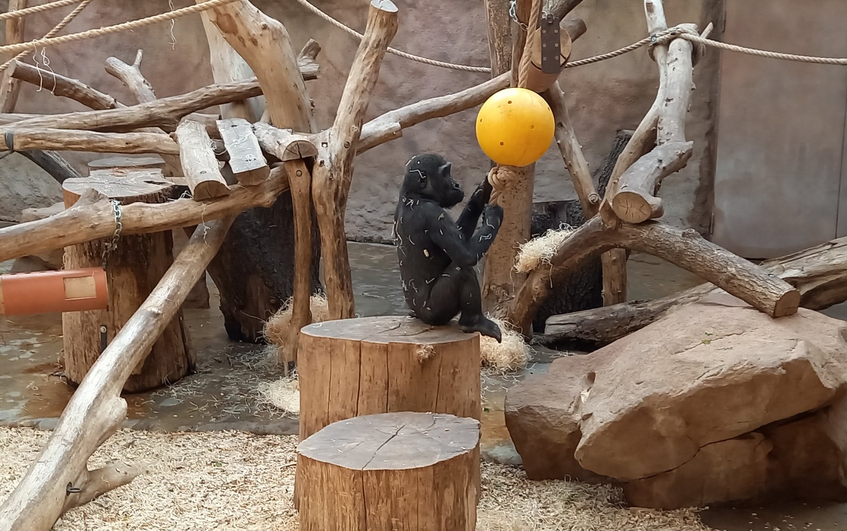 Gorilla indoor enclosure