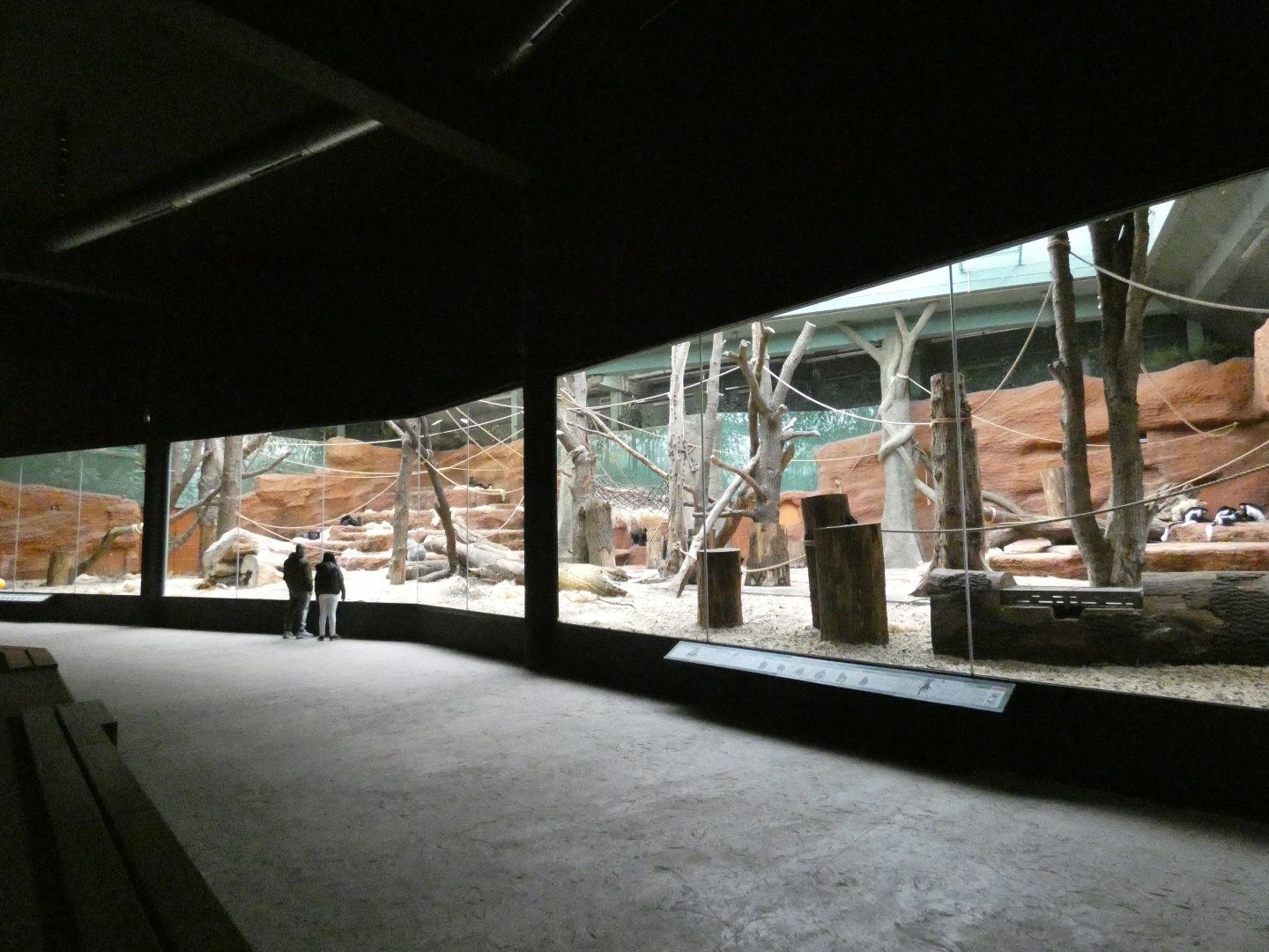 Gorilla indoor enclosure