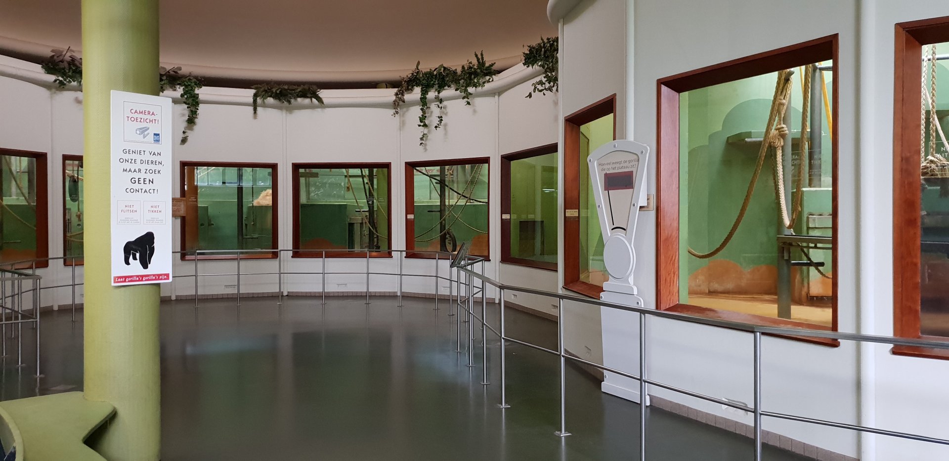 Gorilla indoor-enclosures