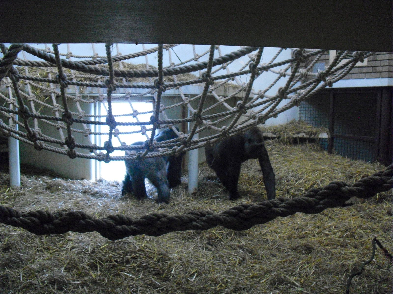 Gorilla Indoor Exhibit - 01/10/2011
