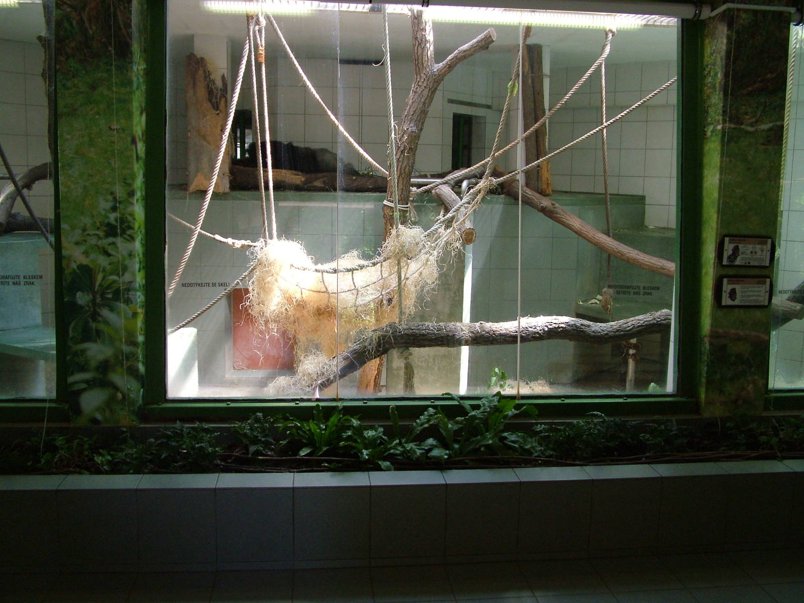 Gorilla indoor exhibit at Zlin, 28/05/10