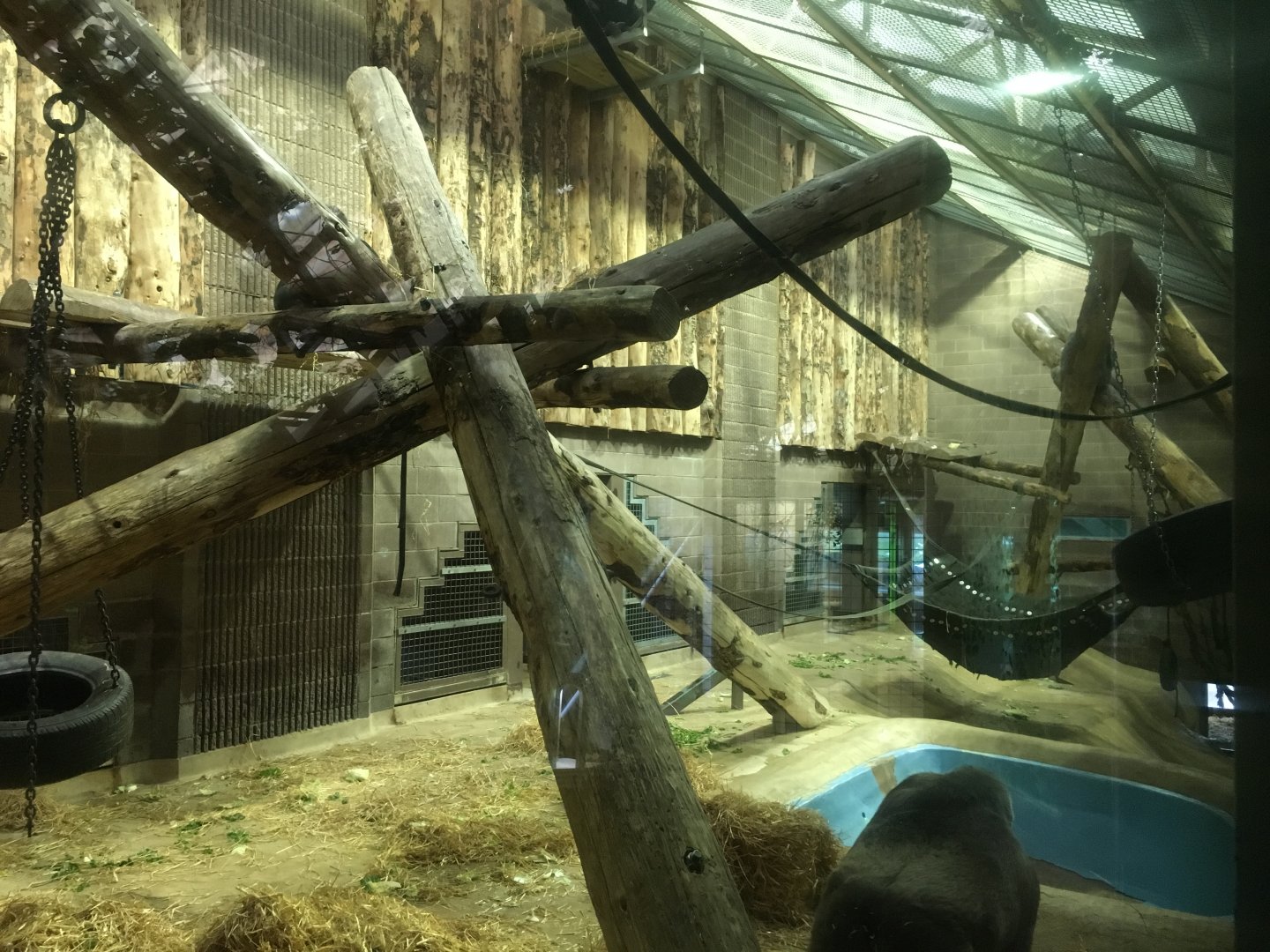 Gorilla Indoor Exhibit (view from left)