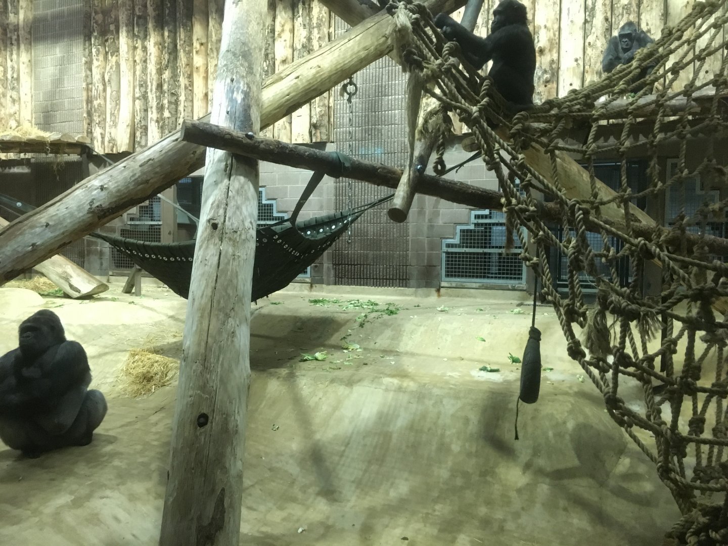 Gorilla Indoor Exhibit (view from right)