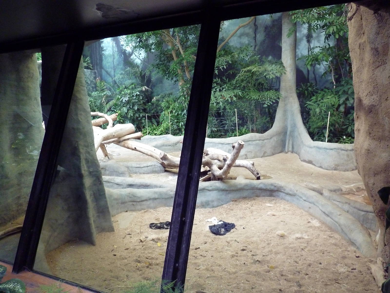 Gorilla Indoor Exhibit