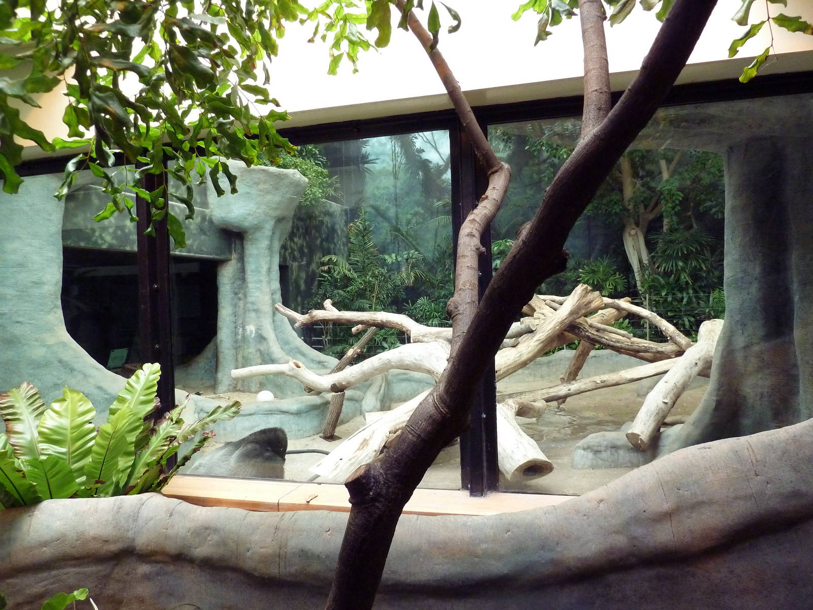 Gorilla Indoor Exhibit