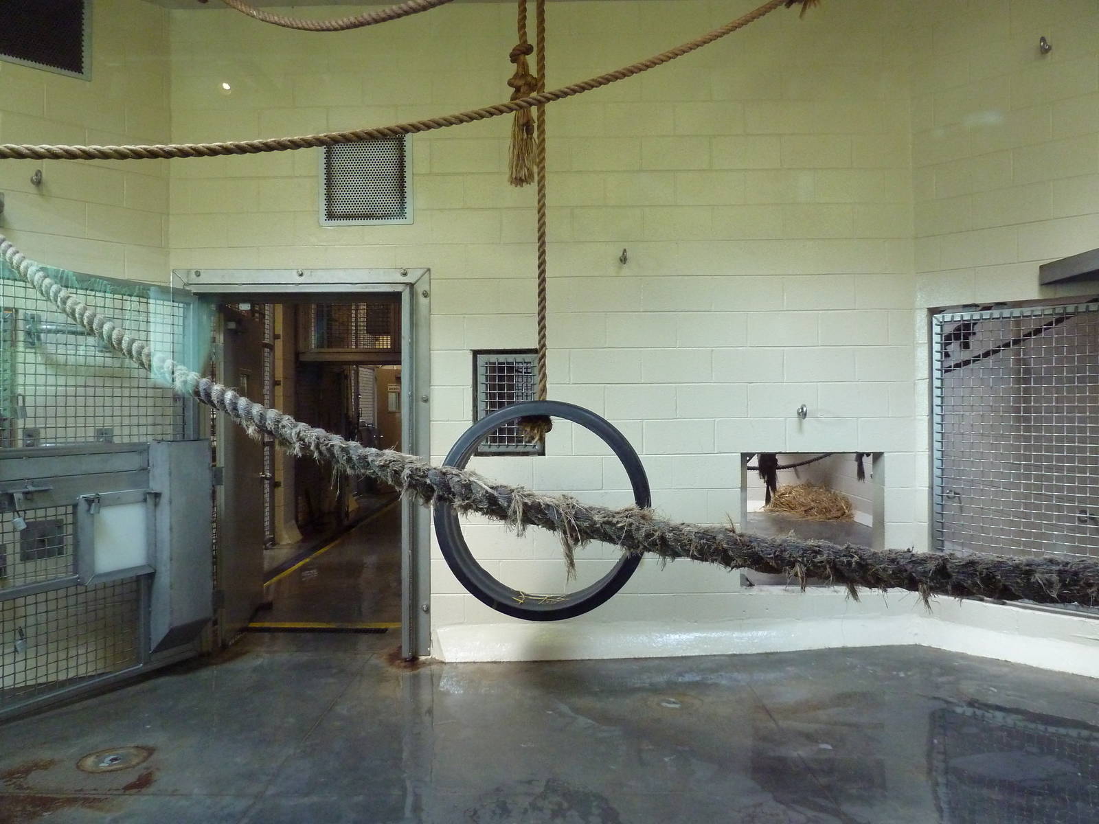 Gorilla Indoor Exhibit