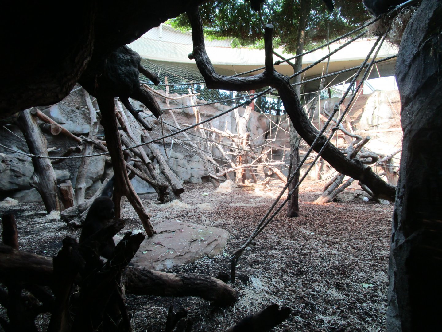 Gorilla Indoor Exhibit