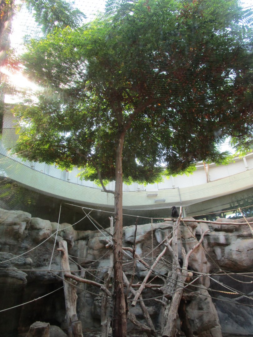 Gorilla Indoor Exhibit