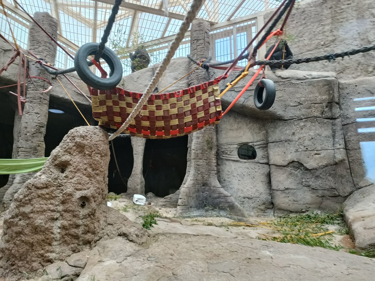 Gorilla indoor exhibit