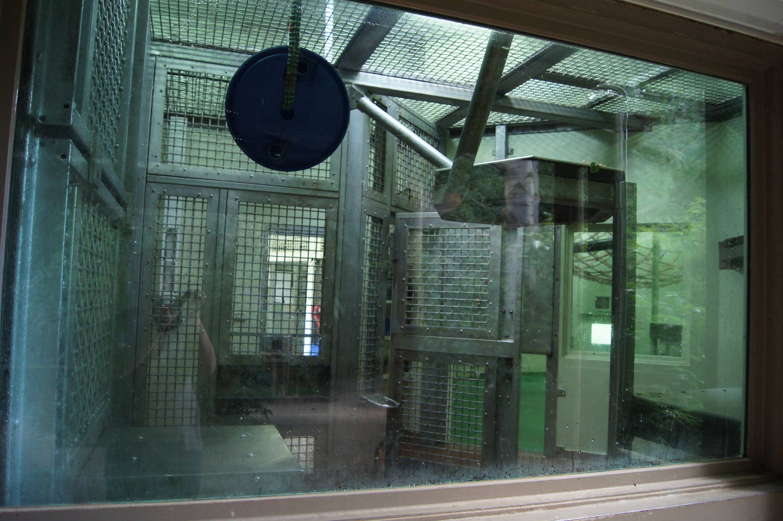 Gorilla indoor exhibits