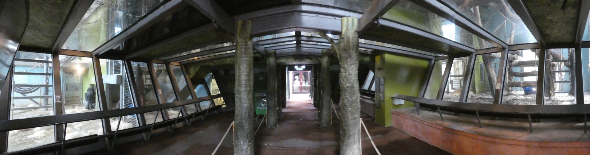 Gorilla indoor panorama