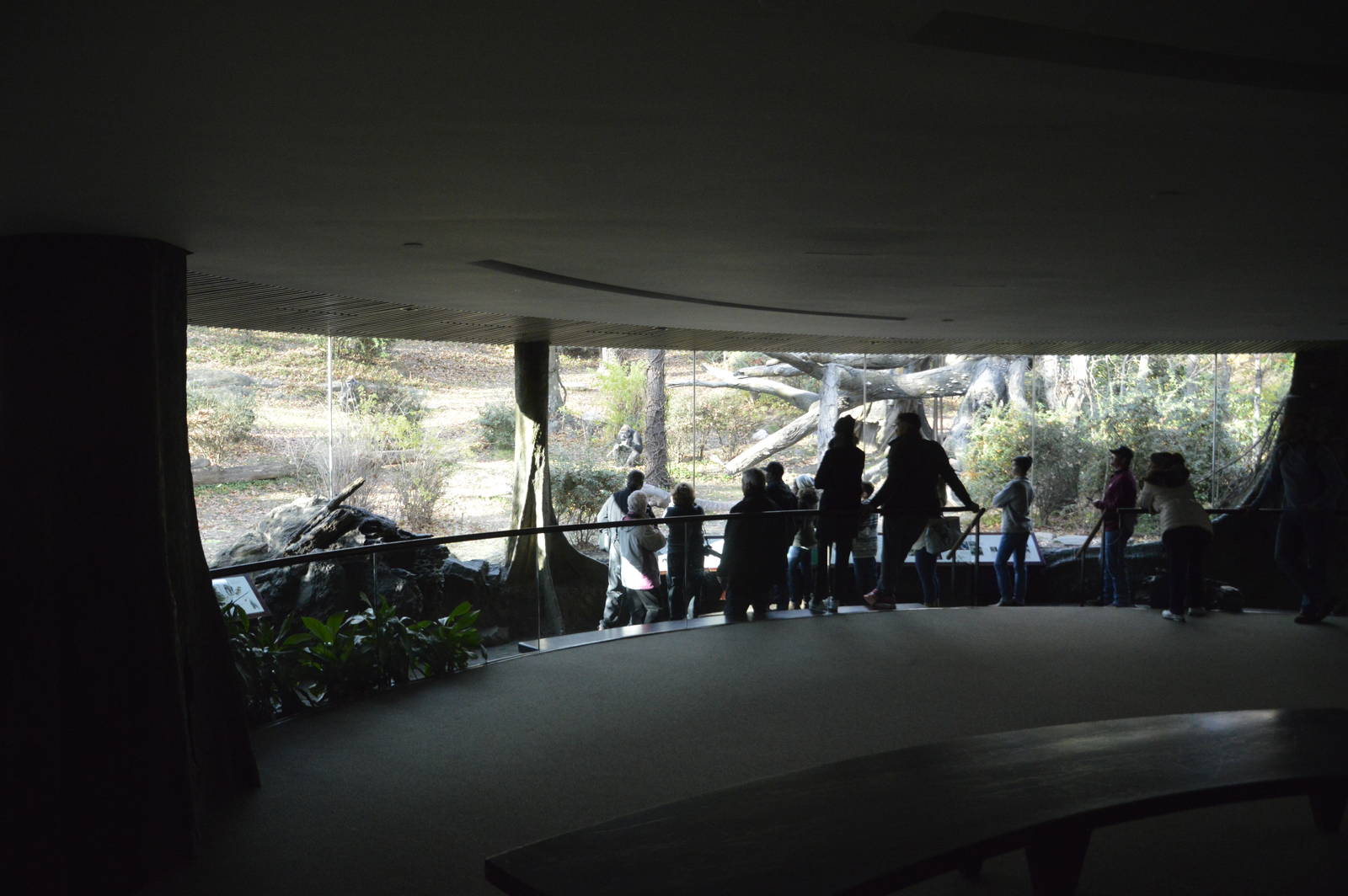 Gorilla indoor viewing 031215