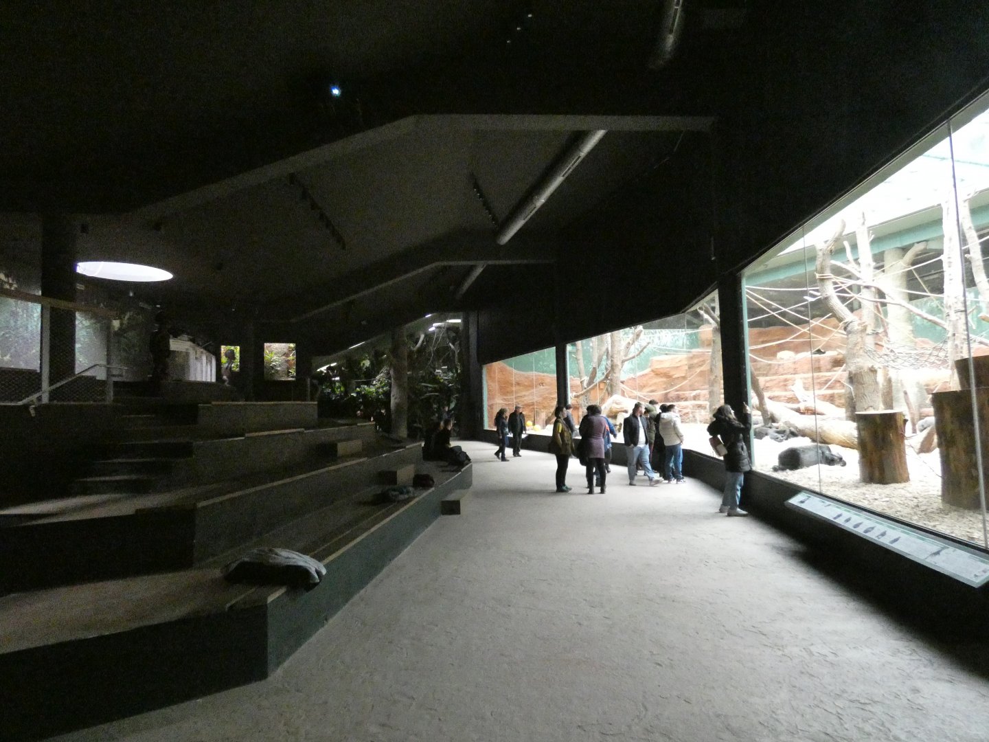 Gorilla indoor viewing area