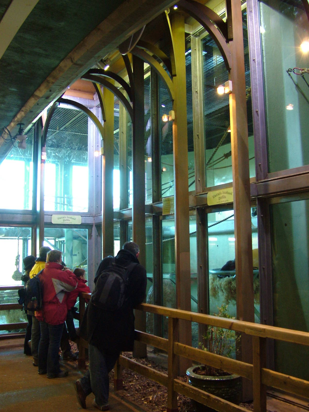 Gorilla indoor viewing at Bristol 19/12/09