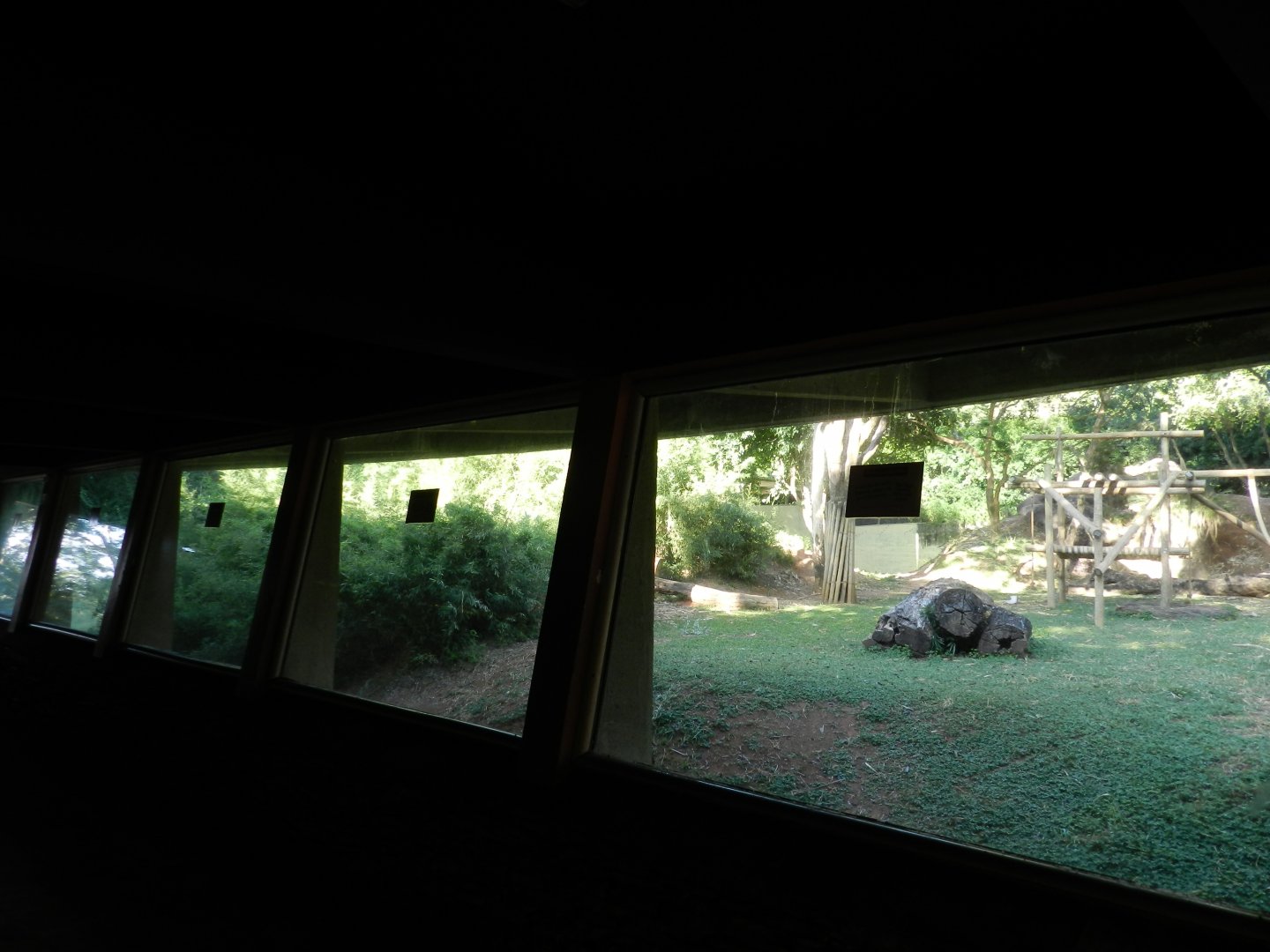Gorilla indoor viewing windows - Belo Horizonte zoo