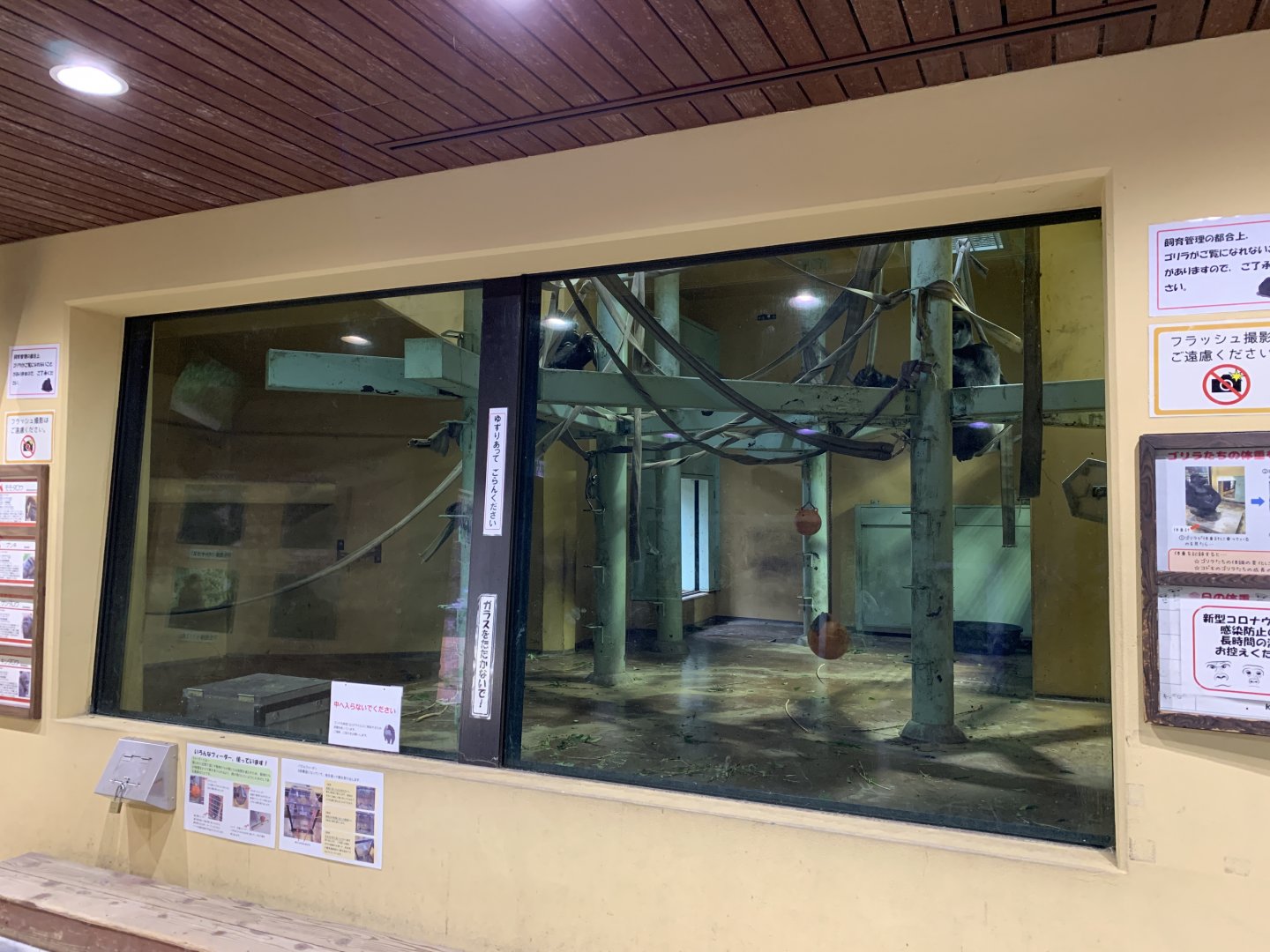 Gorilla Indoor Viewing