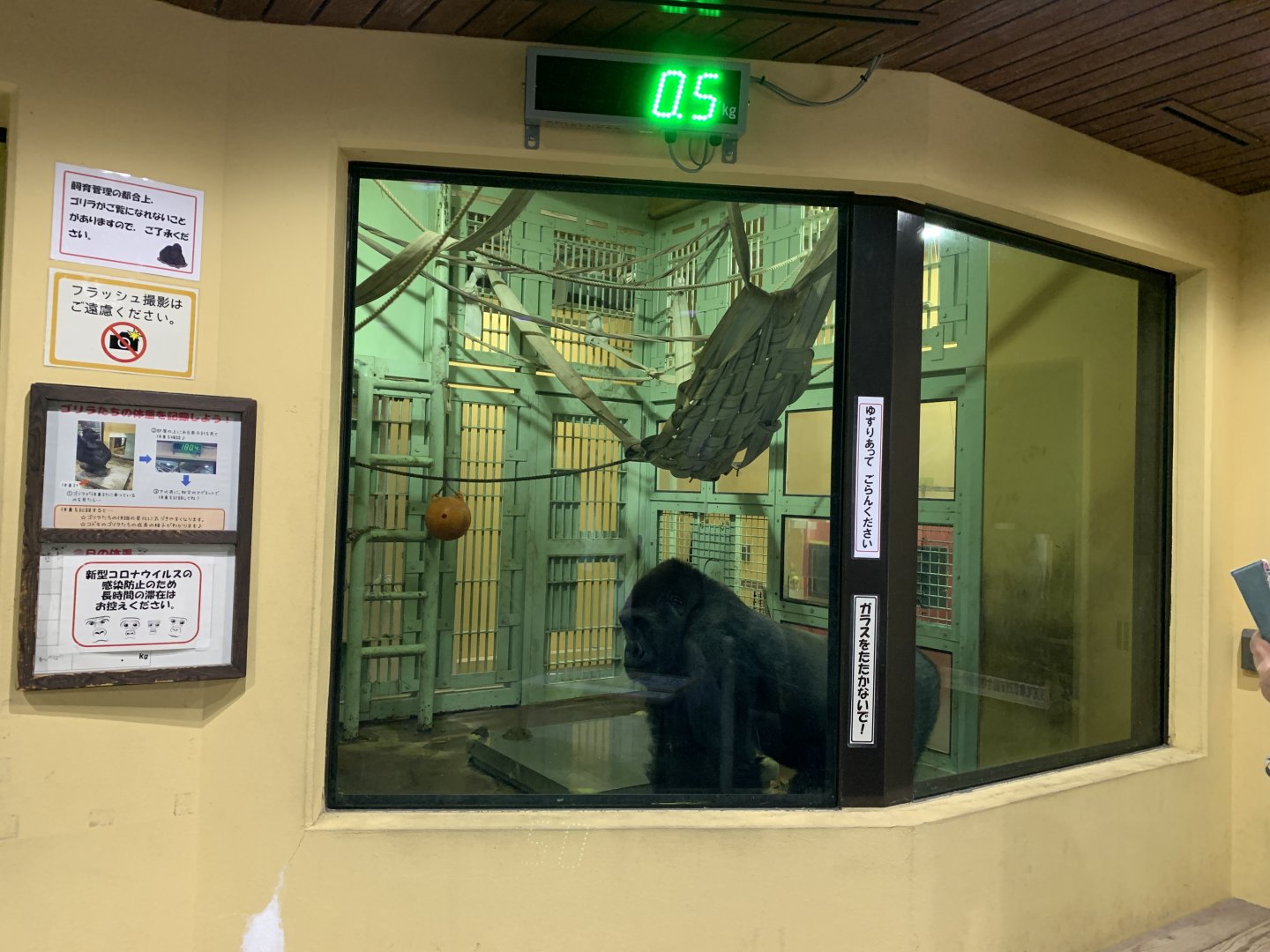 Gorilla Indoor Viewing