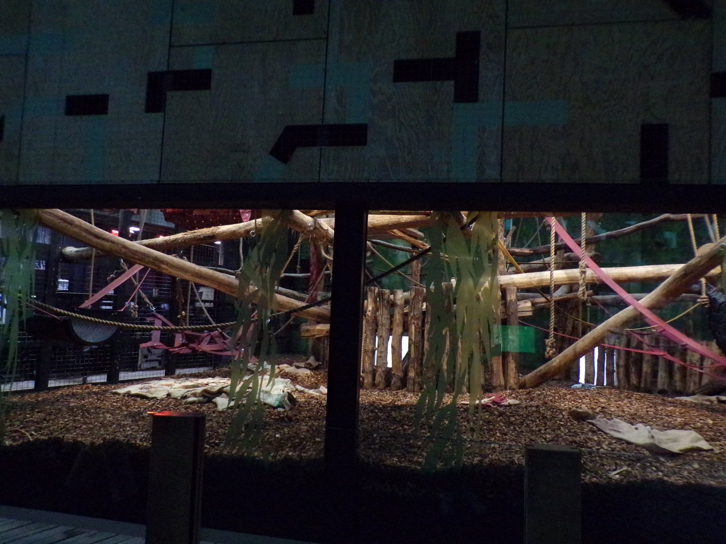 Gorilla indoors 11.2.25