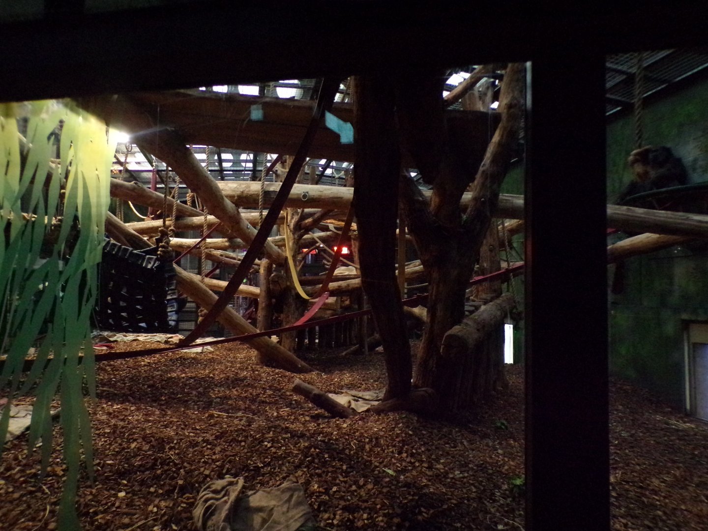 Gorilla indoors 11.2.25