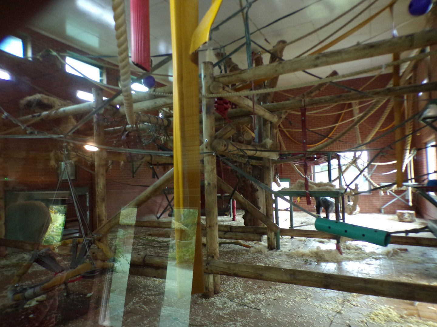 Gorilla indoors 7.7.24