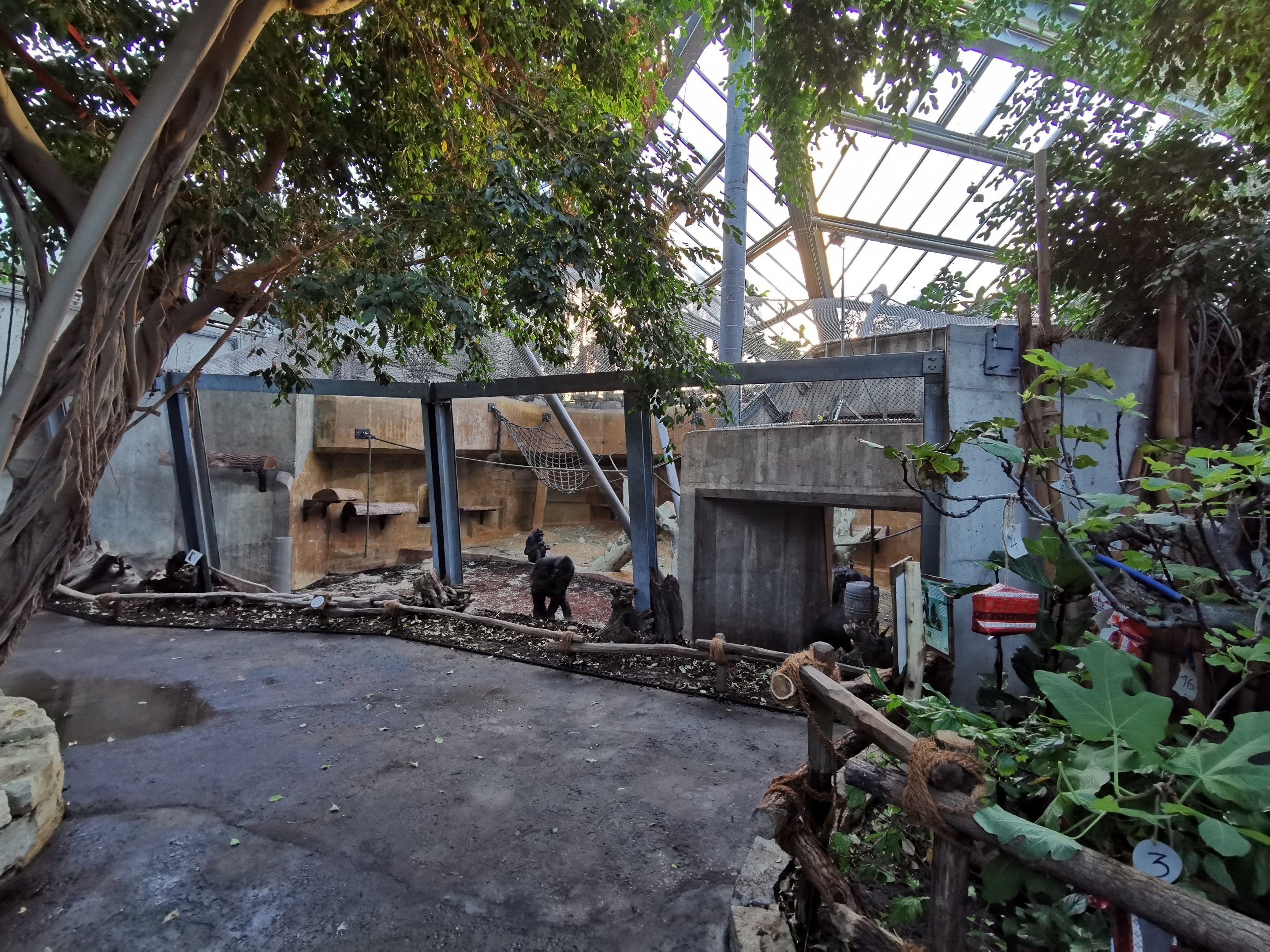 Gorilla indoors - Afi Mountain