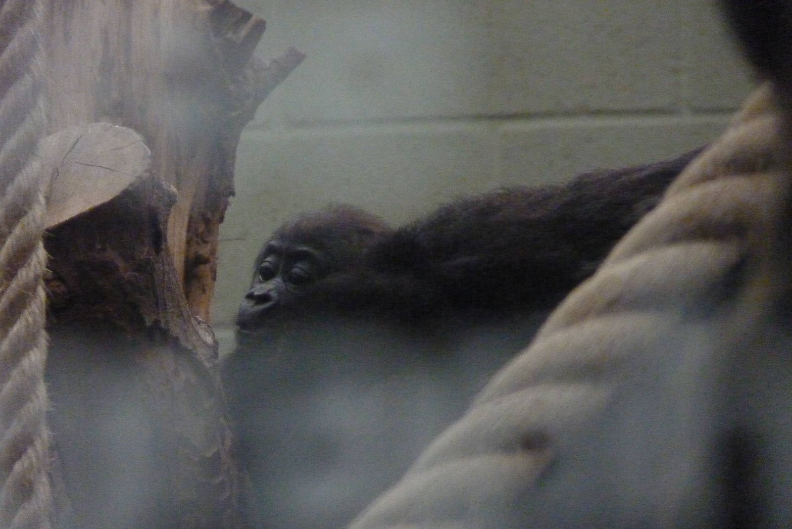 Gorilla infant, Gernot, September 2016