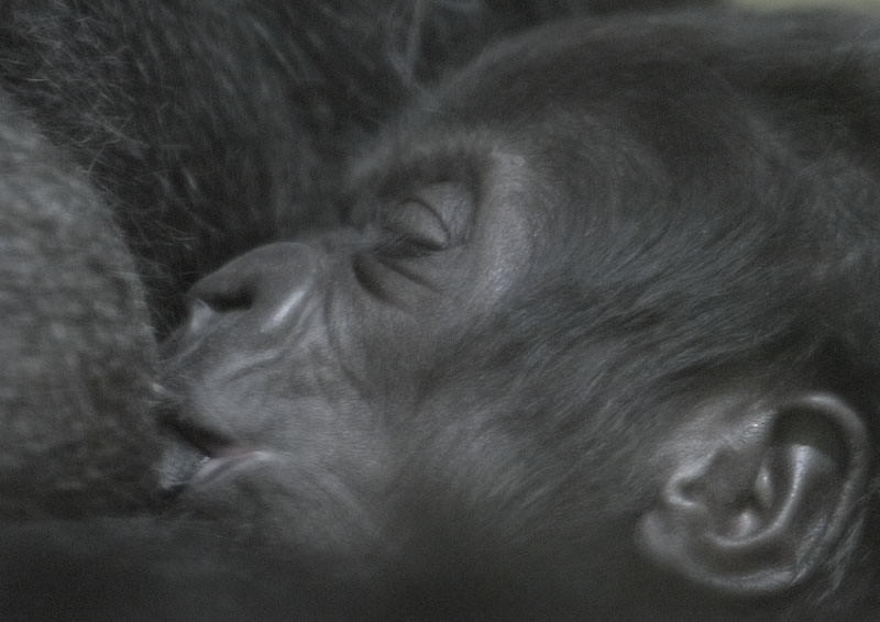 Gorilla infant Kukena suckling