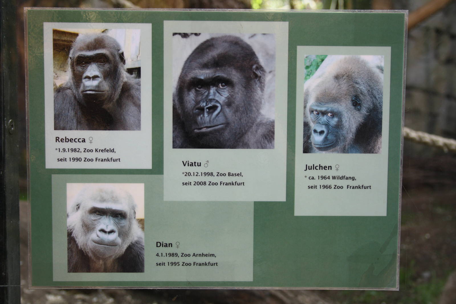 Gorilla info - 4 June 2010